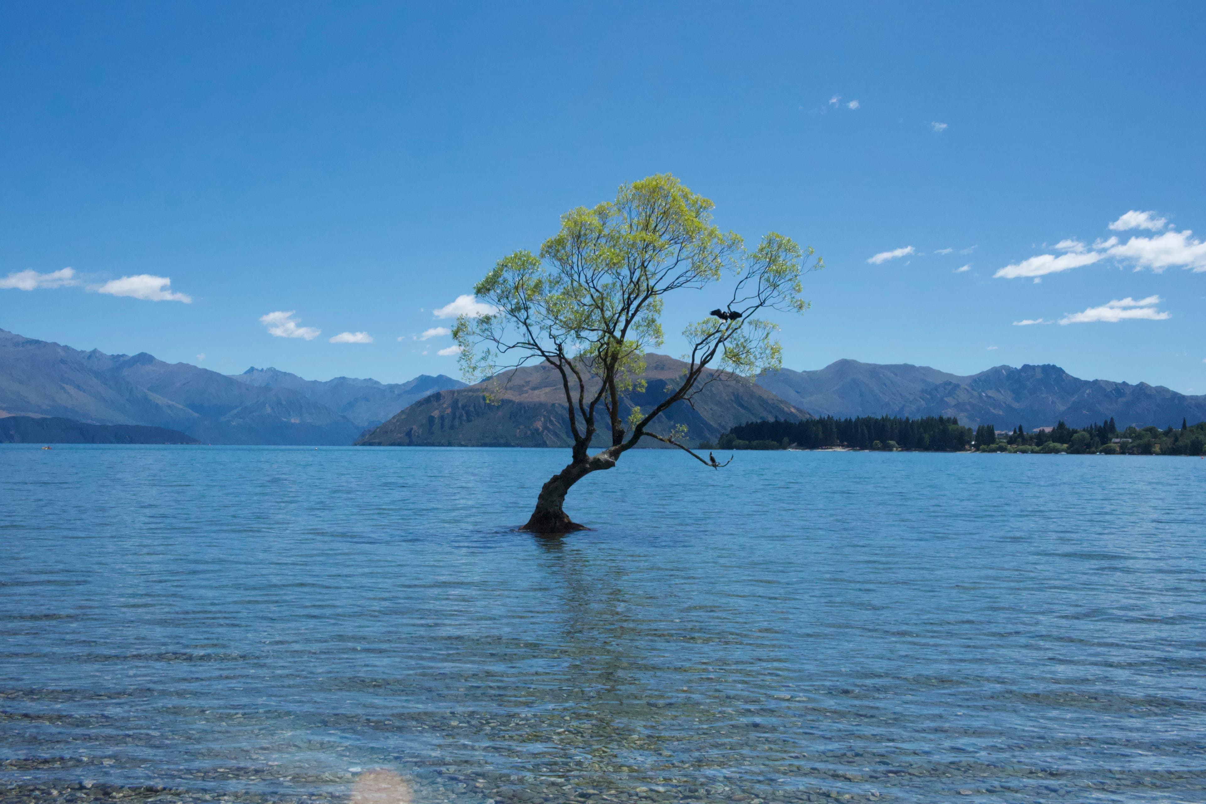 That Wanaka Tree standing in the lake at dusk